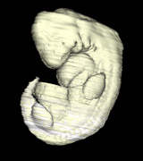 STage 14 animation